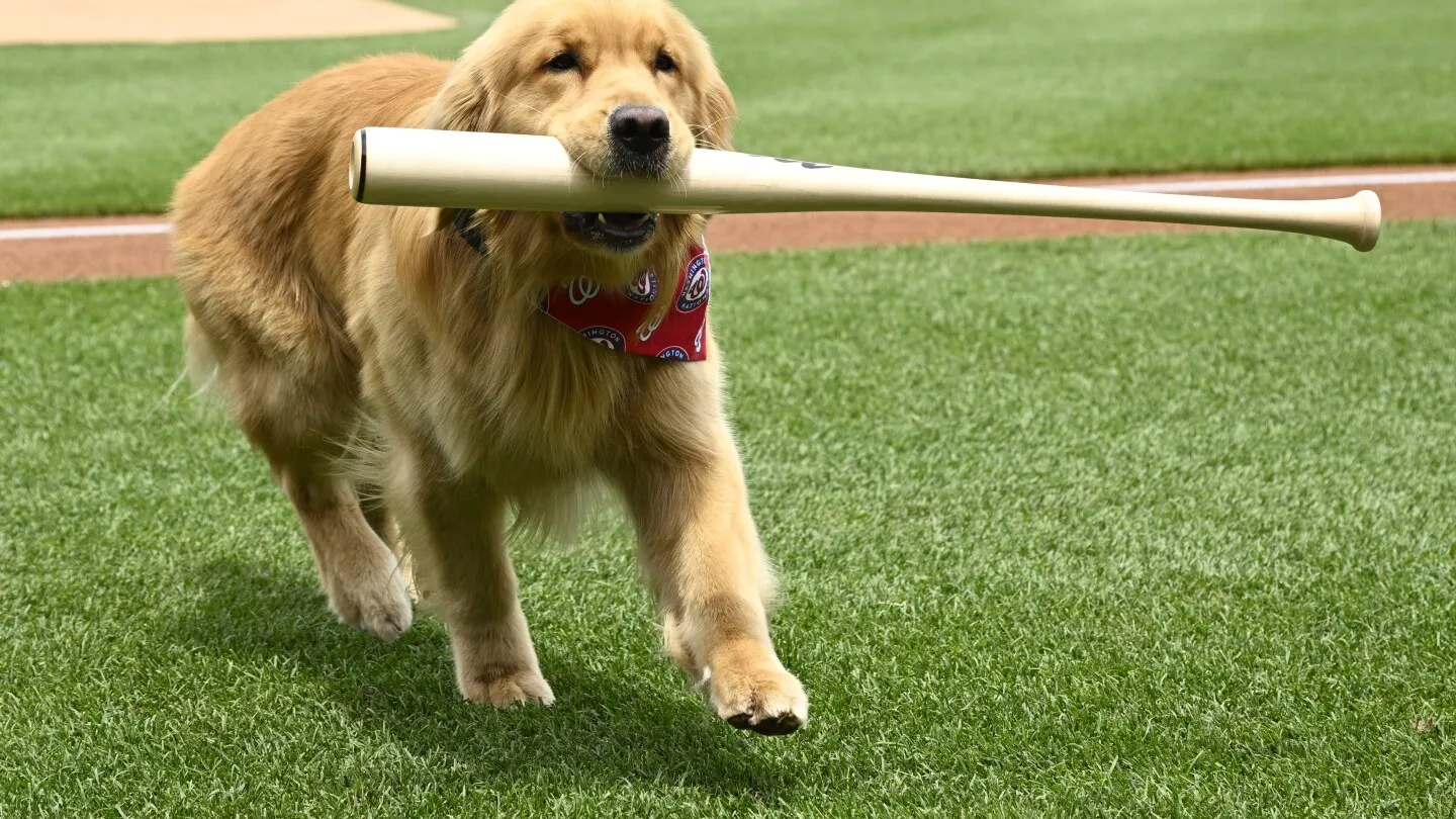 Anjing Pengambil Tongkat Nationals Bruce Menikmati Perhatian Pramusim, Debut MLB
